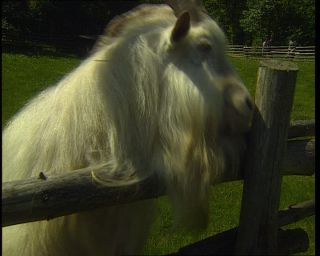 Link to Video | 1996, Denmark