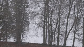 Link to Video