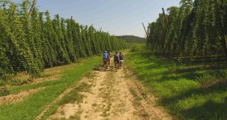 Link to Video | landscape, agriculture, useful plant, summer, Humulus, Germany, color, 4K resolution, 2020, Central Europe, green, aerial shot, August 2020, Hallertau, Bavaria