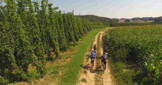 Link to Video | landscape, agriculture, useful plant, summer, Humulus, Germany, color, 4K resolution, 2020, Central Europe, green, aerial shot, August 2020, Hallertau, Bavaria