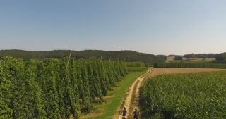 Link to Video | landscape, agriculture, useful plant, summer, Humulus, Germany, color, 4K resolution, 2020, Central Europe, green, aerial shot, August 2020, Hallertau, Bavaria