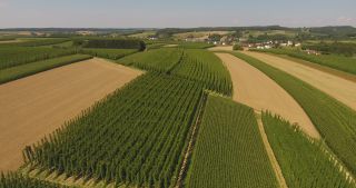 Link zum Video | Landschaft, Landwirtschaft, Nutzpflanze, Sommer, Hopfen, Deutschland, Farbe, 4K, 2020, Mitteleuropa, Grün, Luftaufnahme, August 2020, Hallertau, Bayern