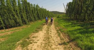 Link to Video | landscape, agriculture, useful plant, summer, Humulus, Germany, color, 4K resolution, 2020, Central Europe, green, aerial shot, August 2020, Hallertau, Bavaria