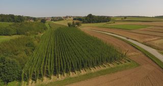 Link to Video | landscape, agriculture, useful plant, summer, Humulus, Germany, color, 4K resolution, 2020, Central Europe, green, aerial shot, August 2020, Hallertau, Bavaria