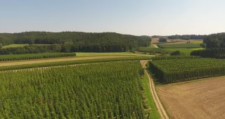 Link zum Video | Landschaft, Landwirtschaft, Nutzpflanze, Sommer, Hopfen, Deutschland, Farbe, 4K, 2020, Mitteleuropa, Grün, Luftaufnahme, August 2020, Hallertau, Bayern