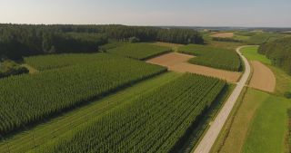 Link to Video | landscape, agriculture, useful plant, summer, Humulus, Germany, color, 4K resolution, 2020, Central Europe, green, aerial shot, August 2020, Hallertau, Bavaria