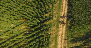 Link zum Video | Landschaft, Landwirtschaft, Nutzpflanze, Sommer, Hopfen, Deutschland, Farbe, 4K, 2020, Mitteleuropa, Grün, Luftaufnahme, August 2020, Hallertau, Bayern