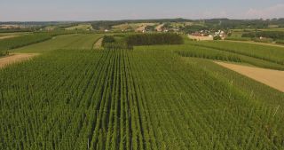 Link to Video | landscape, agriculture, useful plant, summer, Humulus, Germany, color, 4K resolution, 2020, Central Europe, green, aerial shot, August 2020, Hallertau, Bavaria