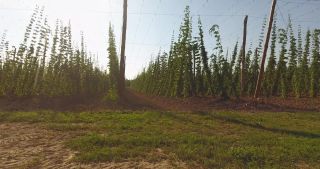 Link to Video | landscape, agriculture, useful plant, summer, Humulus, Germany, color, 4K resolution, 2020, Central Europe, green, aerial shot, August 2020, Hallertau, Bavaria