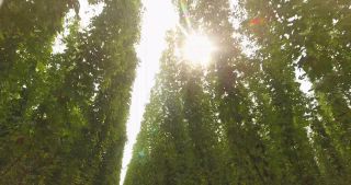 Link zum Video | Landschaft, Landwirtschaft, Nutzpflanze, Sommer, Hopfen, Deutschland, Farbe, 4K, 2020, Mitteleuropa, Grün, Luftaufnahme, August 2020, Hallertau, Bayern