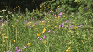 Link to Video | 2011, Norway, Pilgrim's Route, Scandinavia, pilgrims' way