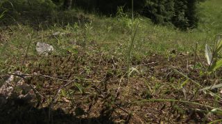 Link to Video | 2011, Norway, Pilgrim's Route, Scandinavia, pilgrims' way