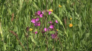 Link to Video | 2011, Norway, Pilgrim's Route, Scandinavia, pilgrims' way