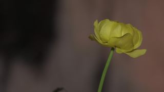 Link to Video | 2011, Norway, Pilgrim's Route, Scandinavia, pilgrims' way