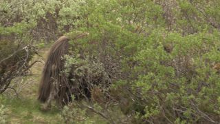 Link to Video | 2011, Norway, Pilgrim's Route, Scandinavia, pilgrims' way
