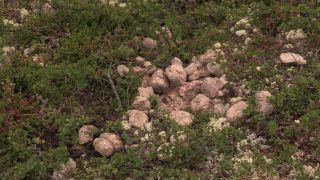 Link to Video | 2011, Norway, Pilgrim's Route, Scandinavia, pilgrims' way