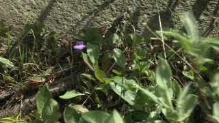 Link to Video | 2011, Norway, Pilgrim's Route, Scandinavia, pilgrims' way