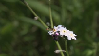 Link to Video | 2011, Norway, Pilgrim's Route, Scandinavia, pilgrims' way