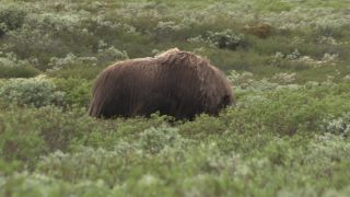 Link to Video | 2011, Norway, Pilgrim's Route, Scandinavia, pilgrims' way
