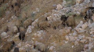 Link to Video | color, 4K resolution, 2016, Near East, Jordan