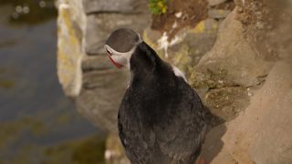 Link to Video | Iceland, Scandinavia, color, 4K resolution, 2016, Europe, ultra-high-definition television