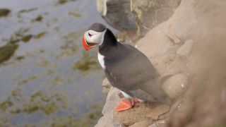 Link to Video | Iceland, Scandinavia, color, 4K resolution, 2016, Europe, ultra-high-definition television