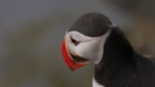 Link to Video | Iceland, Scandinavia, color, 4K resolution, 2016, Europe, ultra-high-definition television