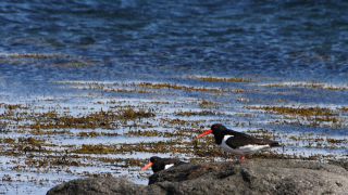 Link to Video | Iceland, Scandinavia, color, 4K resolution, 2016, Europe, ultra-high-definition television
