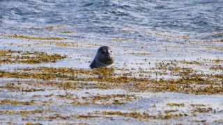 Link to Video | Iceland, Scandinavia, color, 4K resolution, Europe, ultra-high-definition television