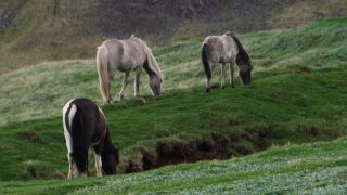 Link to Video | Iceland, Scandinavia, color, 4K resolution, Europe, ultra-high-definition television