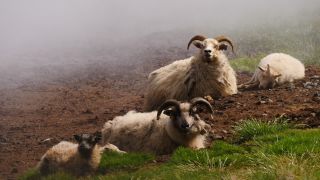 Link to Video | Iceland, Scandinavia, color, 4K resolution, Europe, ultra-high-definition television