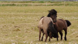 Link to Video | Iceland, Scandinavia, color, 4K resolution, Europe, ultra-high-definition television