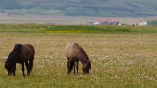 Link to Video | Iceland, Scandinavia, color, 4K resolution, Europe, ultra-high-definition television