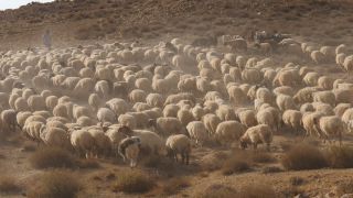 Link to Video | color, 4K resolution, 2016, Near East, Jordan
