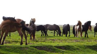 Link to Video | Iceland, Scandinavia, color, 4K resolution, Europe, ultra-high-definition television