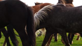 Link to Video | Iceland, Scandinavia, color, 4K resolution, Europe, ultra-high-definition television