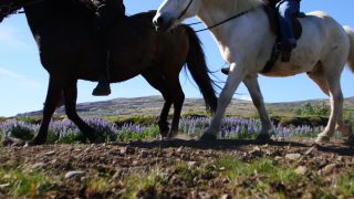 Link to Video | Iceland, Scandinavia, color, 4K resolution, Europe, ultra-high-definition television