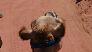 Link to Video | color, 4K resolution, 2016, Near East, Jordan