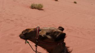 Link to Video | color, 4K resolution, 2016, Near East, Jordan