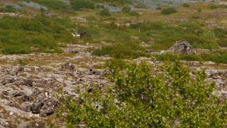 Link to Video | Iceland, Scandinavia, color, 4K resolution, Europe, ultra-high-definition television