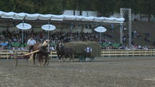 Link to Video | Oktoberfest, October, Volksfest, show, Munich, Full High Definition, Germany, Tracht, 2010s, 2010, color, Artiodactyla, attraction, traditional costume, performance, folklore, tourist attraction, Theresienwiese, horse, Bayerisches Zentral-Landwirtschaftsfest, Bavaria