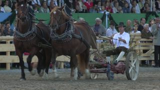 Link to Video | Oktoberfest, October, Volksfest, show, Munich, Full High Definition, Germany, Tracht, 2010s, 2010, color, Artiodactyla, attraction, traditional costume, performance, folklore, tourist attraction, Theresienwiese, horse, Bayerisches Zentral-Landwirtschaftsfest, Bavaria
