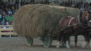 Link to Video | Oktoberfest, October, Volksfest, show, Munich, Full High Definition, Germany, Tracht, 2010s, 2010, color, Artiodactyla, attraction, traditional costume, performance, folklore, tourist attraction, Theresienwiese, horse, Bayerisches Zentral-Landwirtschaftsfest, Bavaria