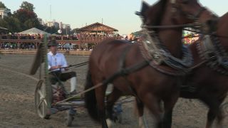 Link to Video | Oktoberfest, October, Volksfest, show, Munich, Full High Definition, Germany, Tracht, 2010s, 2010, color, Artiodactyla, attraction, traditional costume, performance, folklore, tourist attraction, Theresienwiese, horse, Bayerisches Zentral-Landwirtschaftsfest, Bavaria
