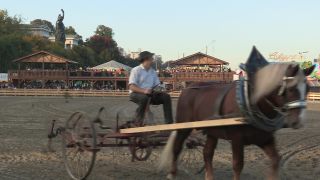 Link to Video | Oktoberfest, October, Volksfest, show, Munich, Full High Definition, Germany, Tracht, 2010s, 2010, color, Artiodactyla, attraction, traditional costume, performance, folklore, tourist attraction, Theresienwiese, horse, Bayerisches Zentral-Landwirtschaftsfest, Bavaria
