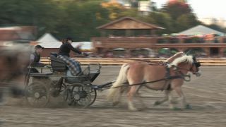 Link to Video | Oktoberfest, October, Volksfest, show, Munich, Full High Definition, Germany, Tracht, 2010s, 2010, color, Artiodactyla, attraction, traditional costume, performance, folklore, tourist attraction, Theresienwiese, horse, Bayerisches Zentral-Landwirtschaftsfest, Bavaria