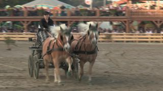 Link to Video | Oktoberfest, October, Volksfest, show, Munich, Full High Definition, Germany, Tracht, 2010s, 2010, color, Artiodactyla, attraction, traditional costume, performance, folklore, tourist attraction, Theresienwiese, horse, Bayerisches Zentral-Landwirtschaftsfest, Bavaria