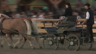 Link to Video | Oktoberfest, October, Volksfest, show, Munich, Full High Definition, Germany, Tracht, 2010s, 2010, color, Artiodactyla, attraction, traditional costume, performance, folklore, tourist attraction, Theresienwiese, horse, Bayerisches Zentral-Landwirtschaftsfest, Bavaria