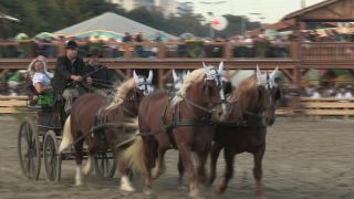 Link to Video | Oktoberfest, October, Volksfest, show, Munich, Full High Definition, Germany, Tracht, 2010s, 2010, color, Artiodactyla, attraction, traditional costume, performance, folklore, tourist attraction, Theresienwiese, horse, Bayerisches Zentral-Landwirtschaftsfest, Bavaria