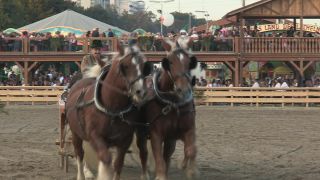 Link to Video | Oktoberfest, October, Volksfest, show, Munich, Full High Definition, Germany, Tracht, 2010s, 2010, color, Artiodactyla, attraction, traditional costume, performance, folklore, tourist attraction, Theresienwiese, horse, Bayerisches Zentral-Landwirtschaftsfest, Bavaria